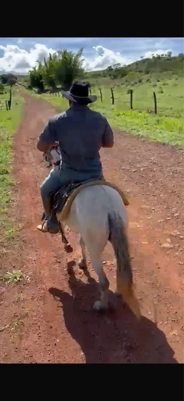 MULA PURA DE MARCHA 5 ANOS - Foto 4