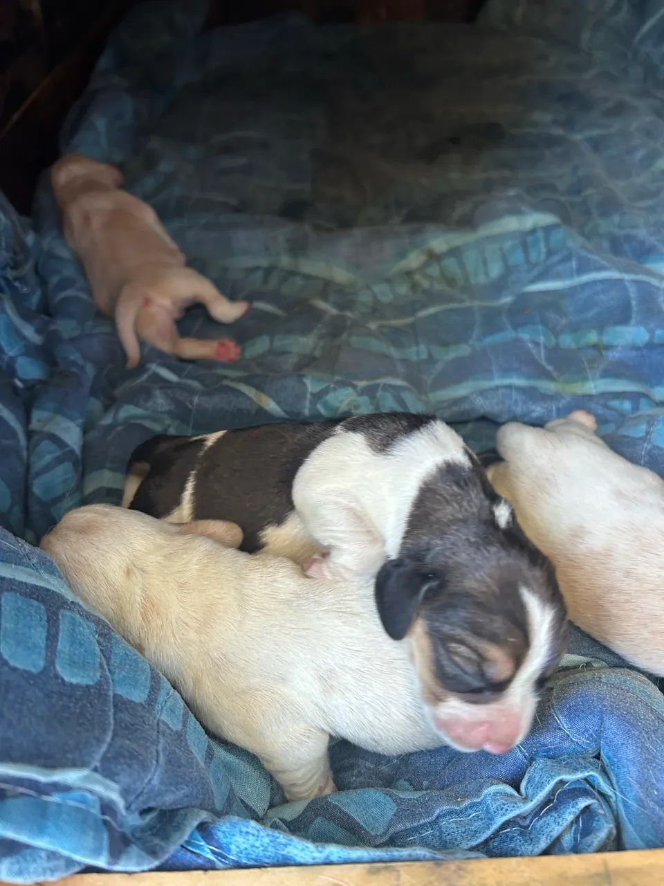 Filhotes de Beagle  - Foto 5