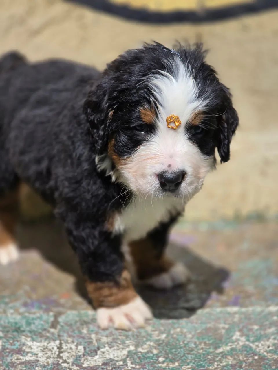 Filhotes Bernese - Foto 5