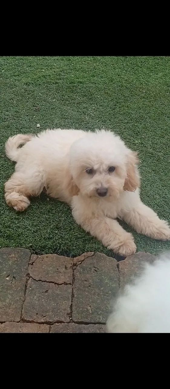 Filhote poodle macho - Foto 2