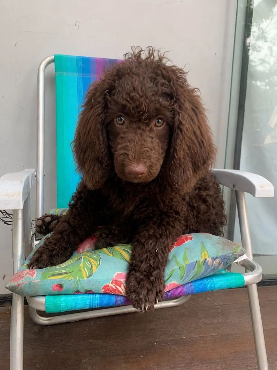 Poodle Standard macho  - Foto 2