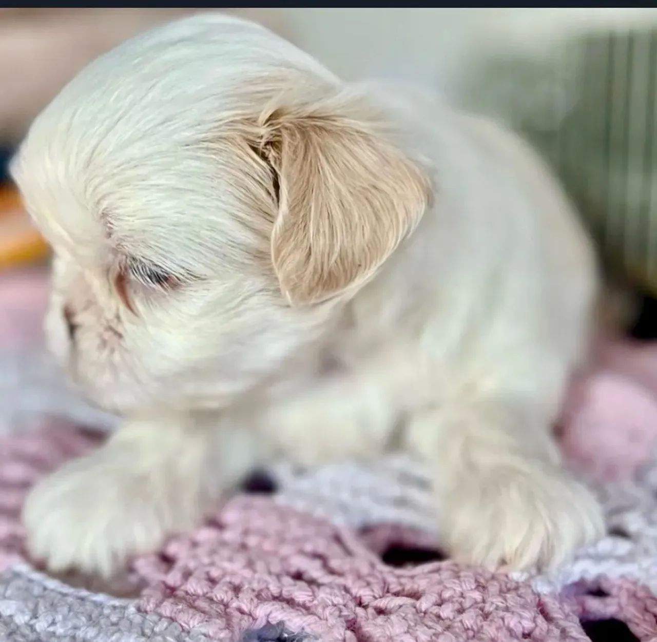 Shih Tzu - Foto 5