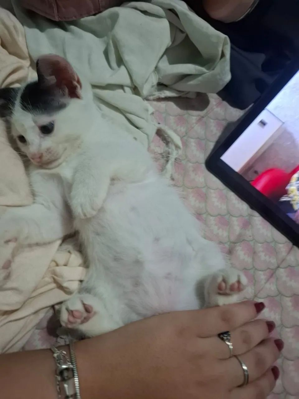 Adoção responsável de gatinhos  - Foto 3