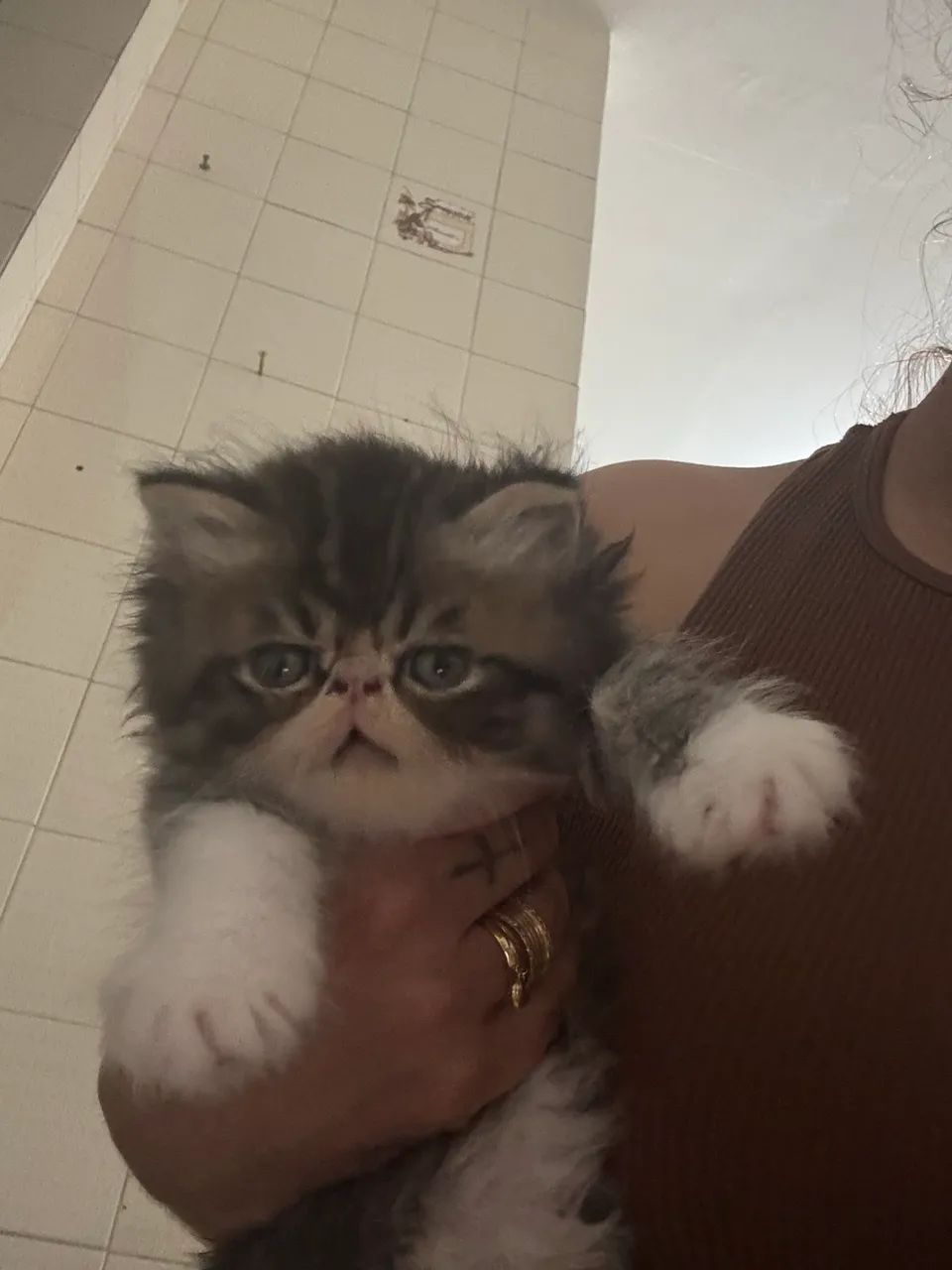 Filhotes de gato Persa 65579536474113121