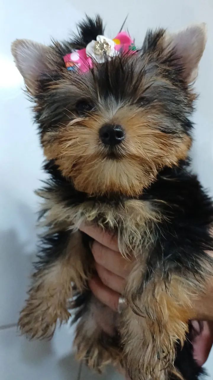 Lindos filhotes mine  de Yorkshire Terrier. - Foto 4