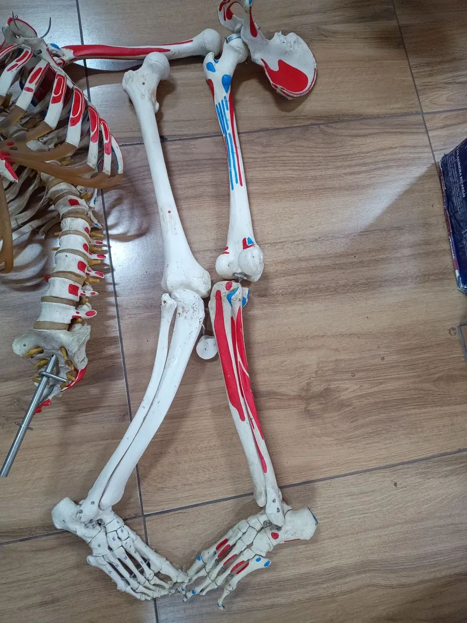 Esqueleto humano de 85cm - Foto 3