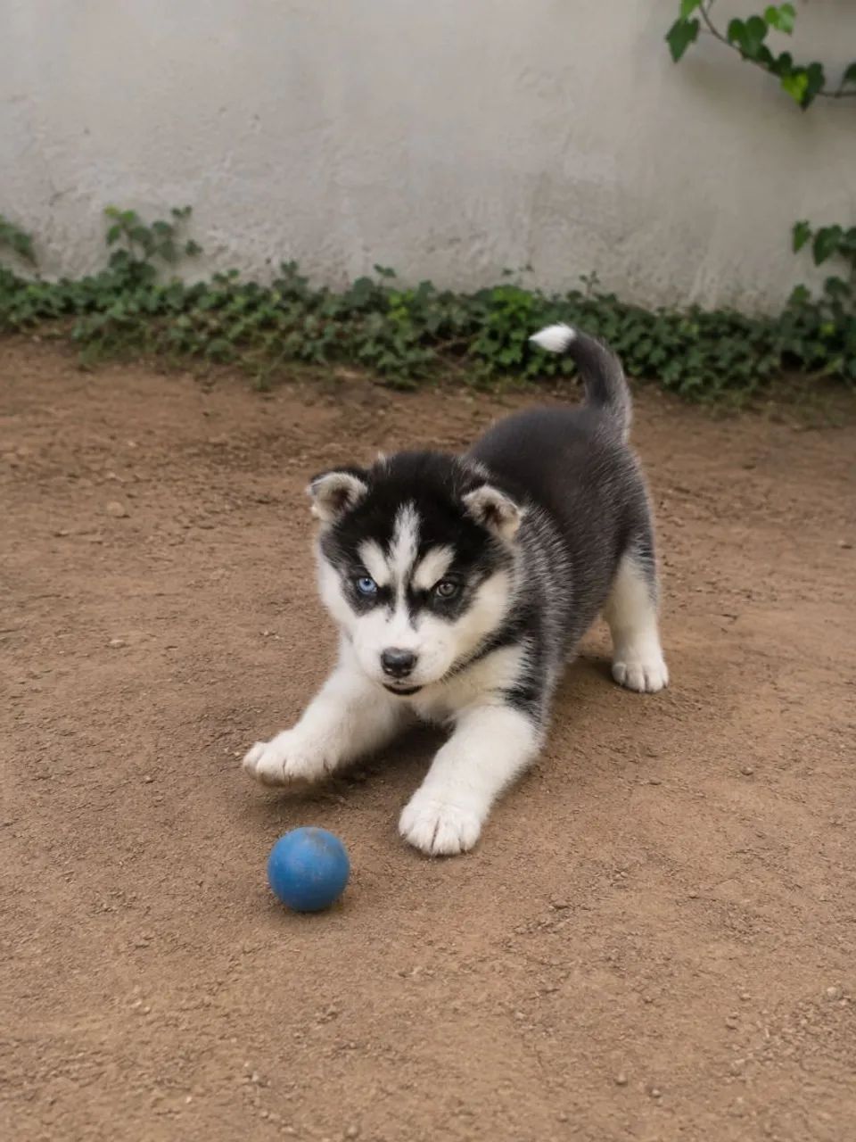 Husky Siberiano Macho - Foto 3