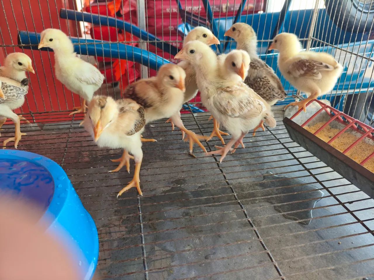Pintinhos caipira  - Foto 4