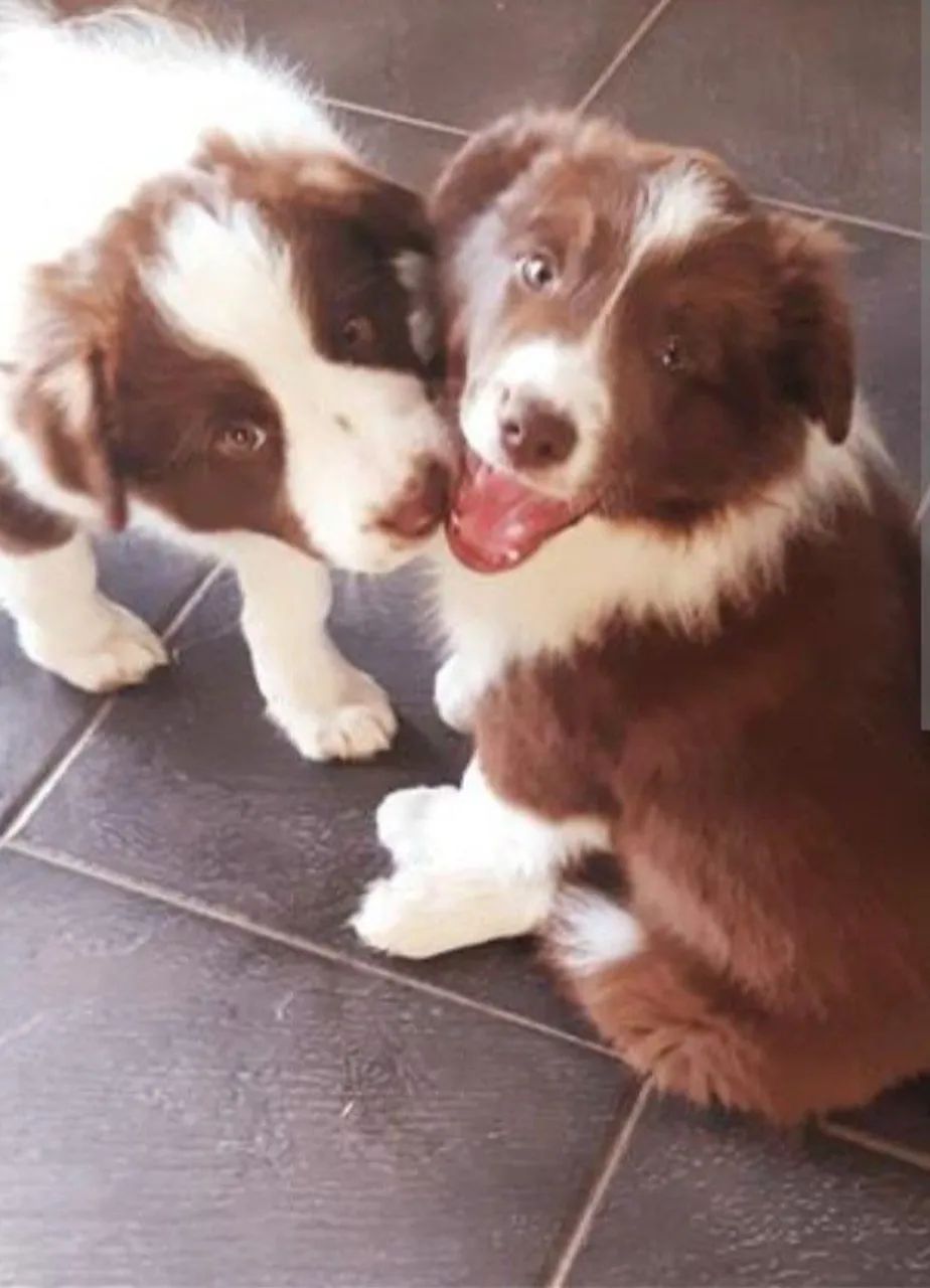 Border Collie