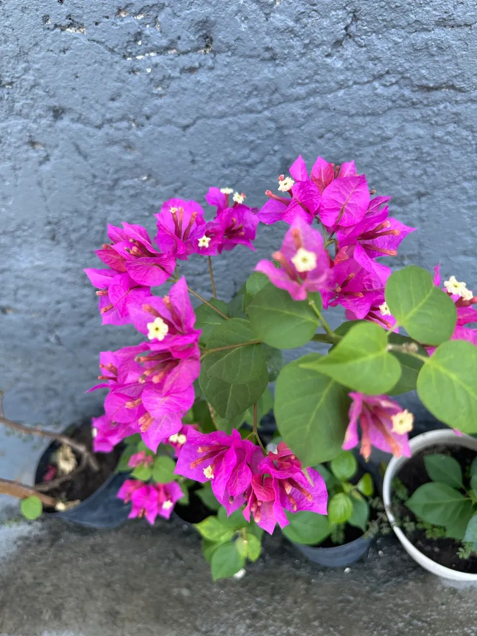 Bougainville - Foto 2