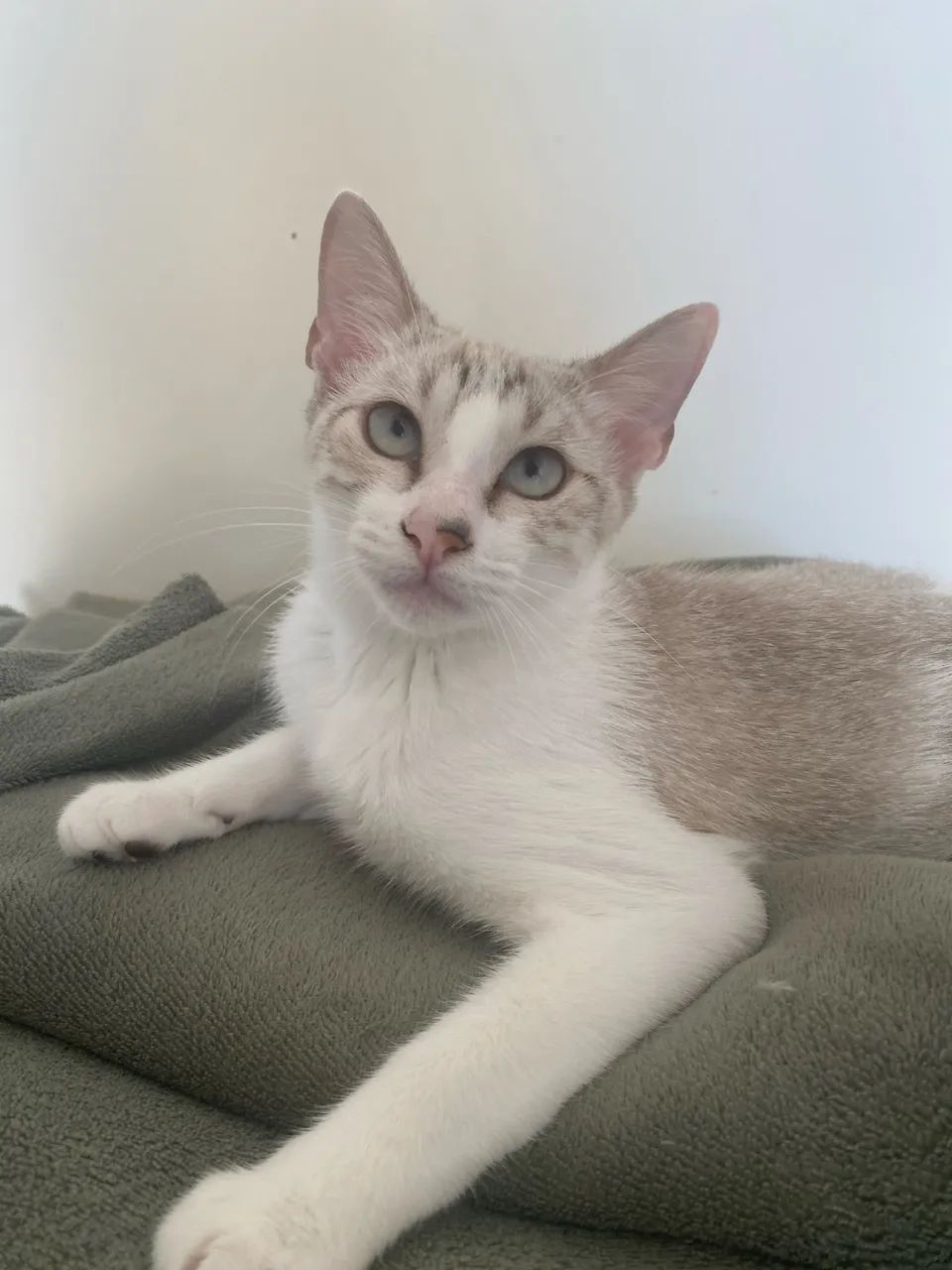 Doação Responsável Gatinha 5 meses - Foto 2