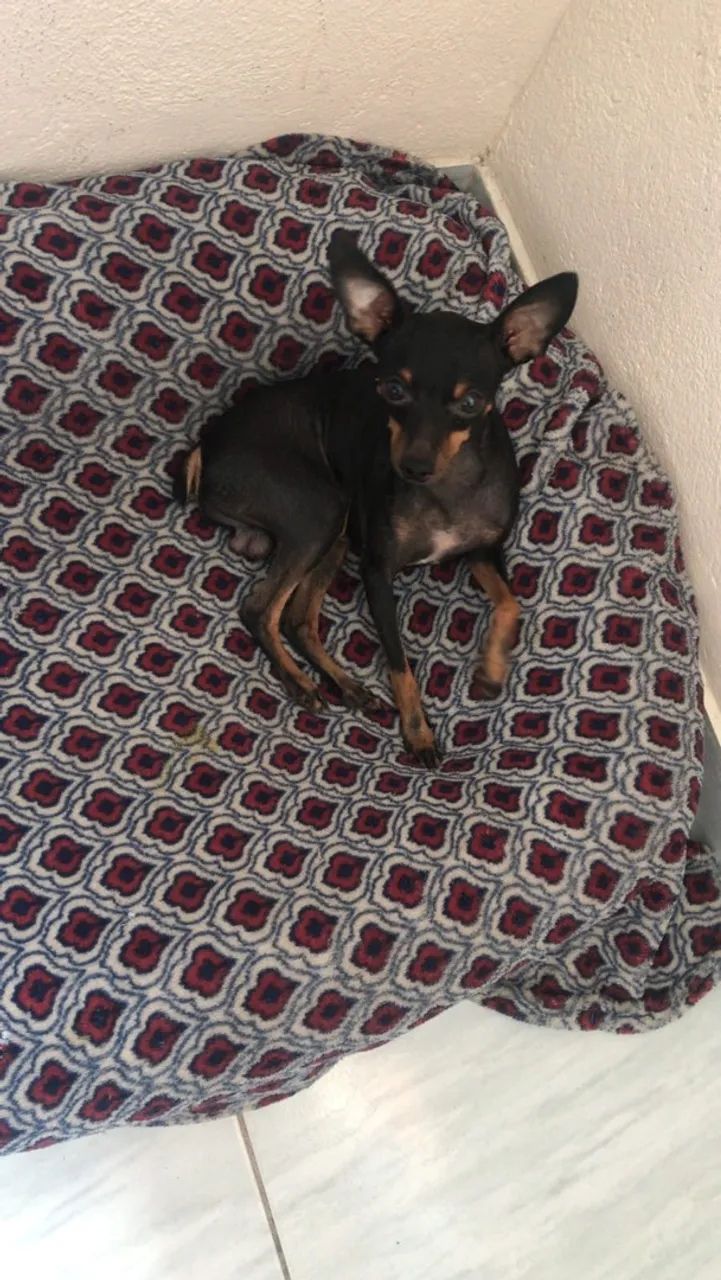 Filhotes de pinscher - Foto 3