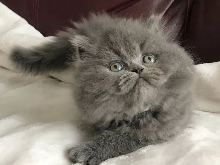 Vendo uma gata persa 