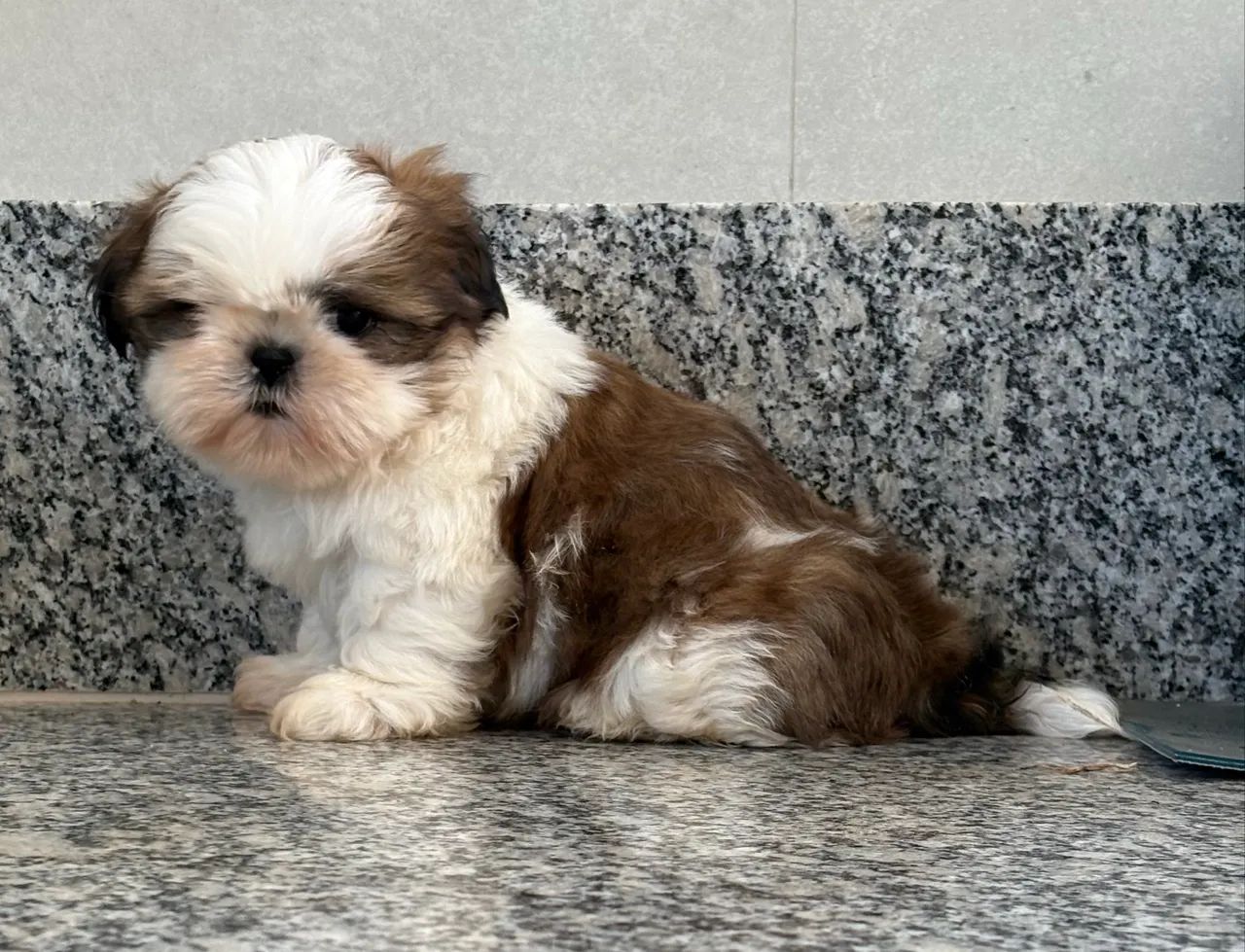Shih tzu macho  - Foto 2