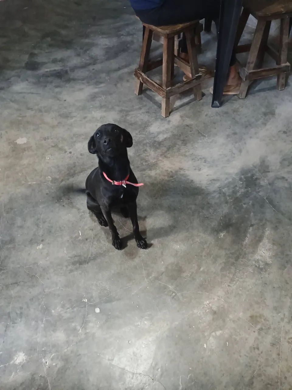 Cadela 2 anos - Foto 3