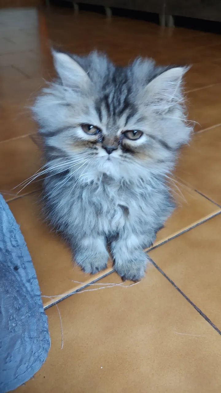FILHOTE GATO PERSA