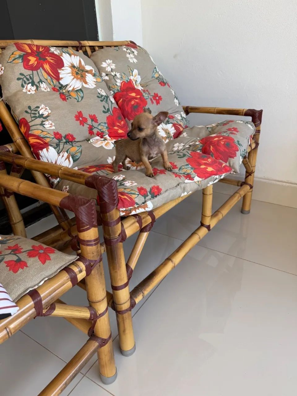 Pinscher macho zero - Foto 5
