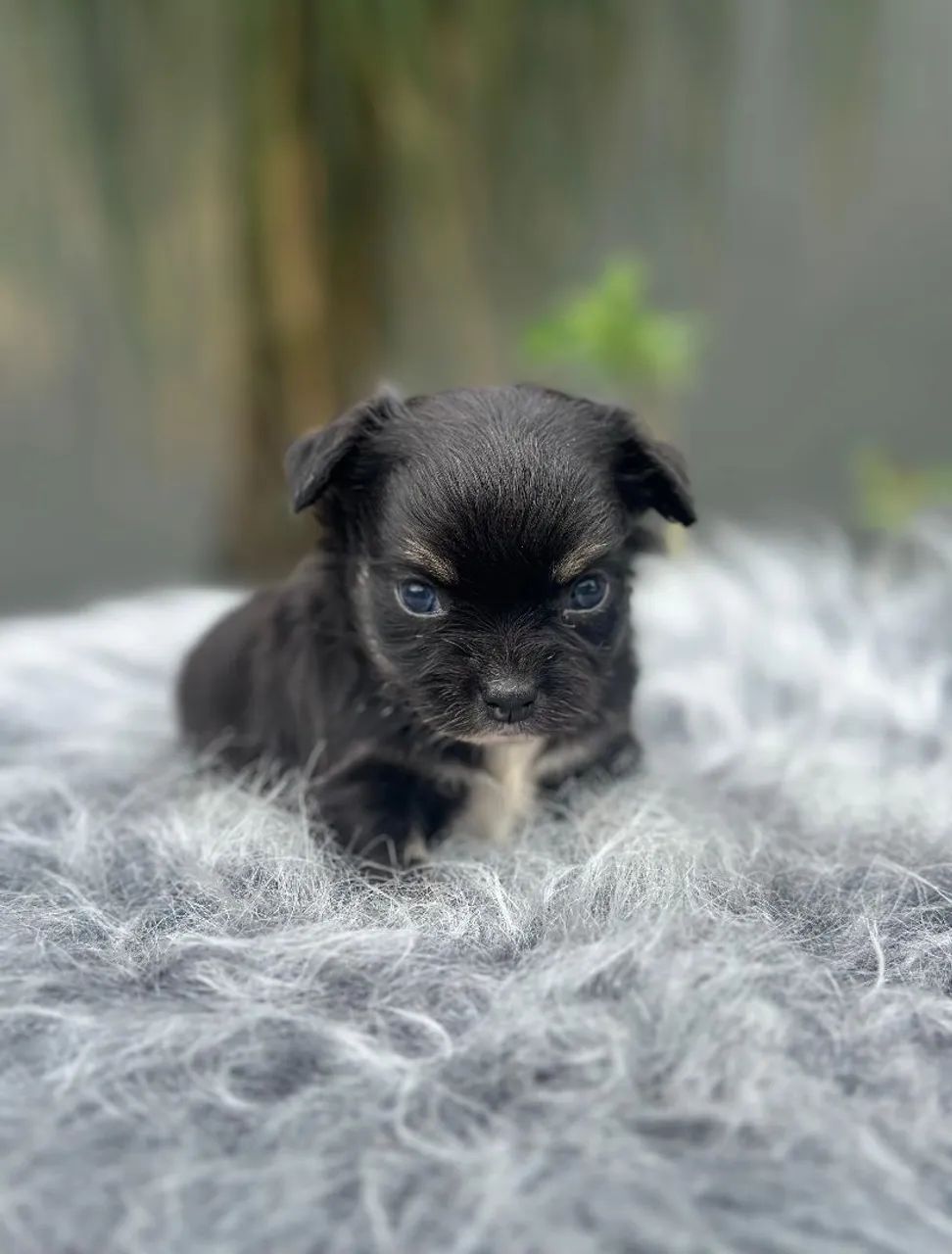 Chihuahua. Uma princesa de 4 patas. Pêlo longo Black Tan. Um amor de filhote! - Foto 2