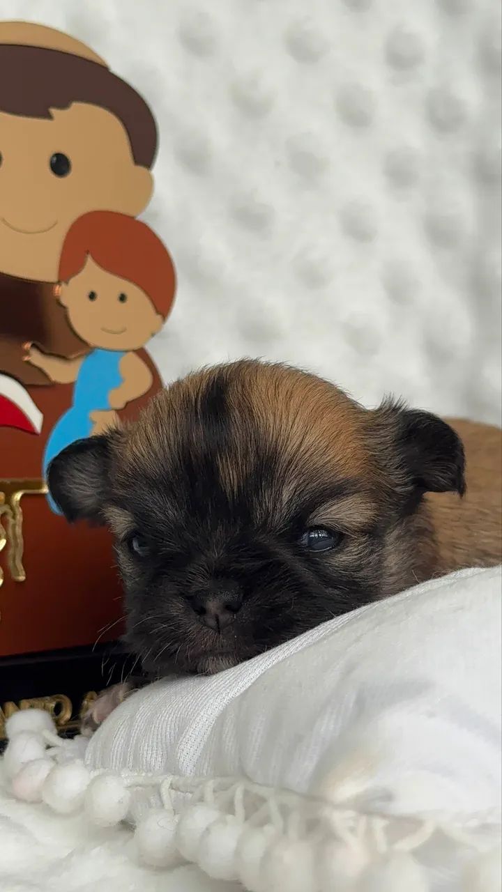 Chihuahua seable 