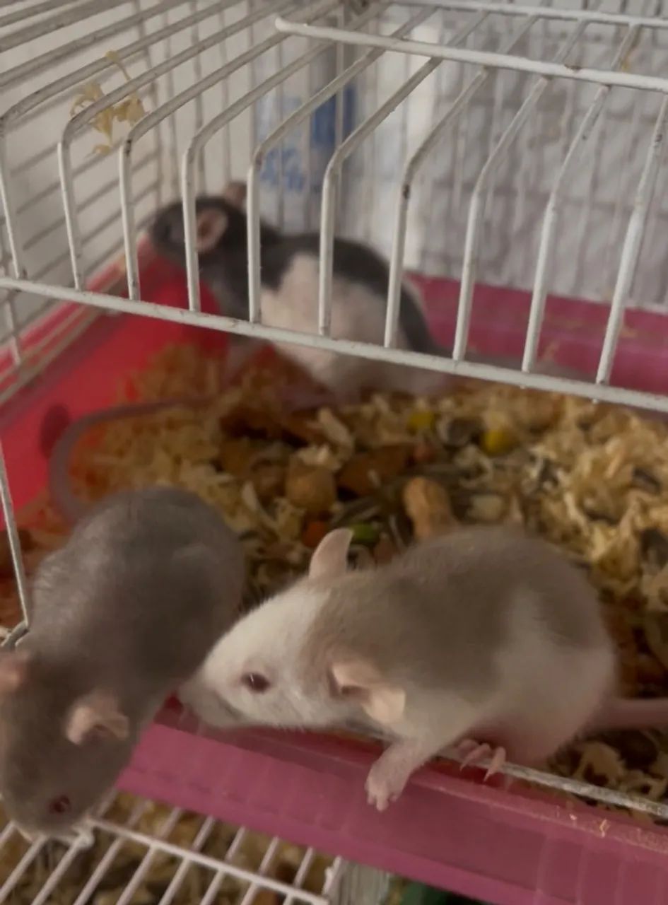 Rato Twister 