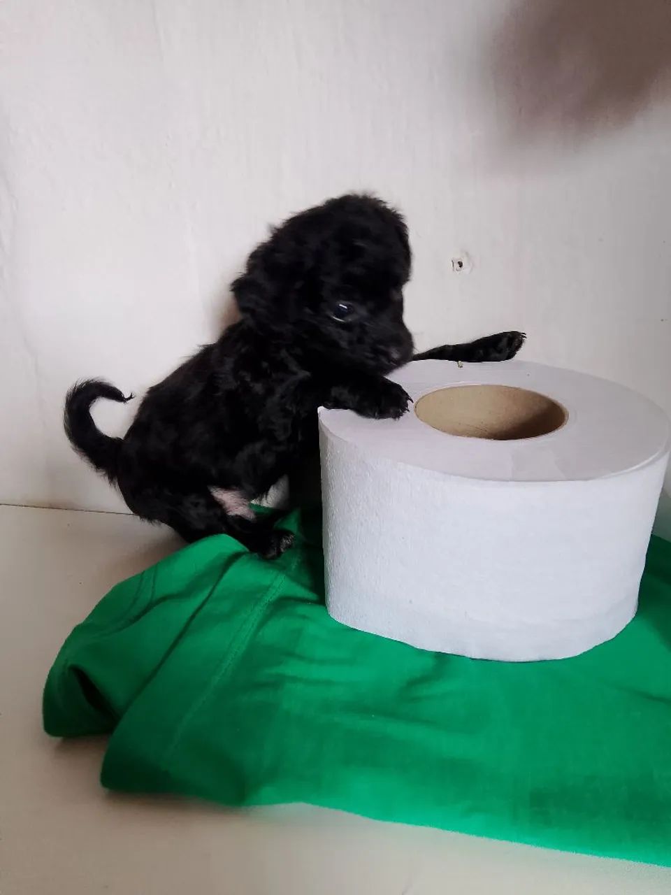 Vendo poodle toy  - Foto 4