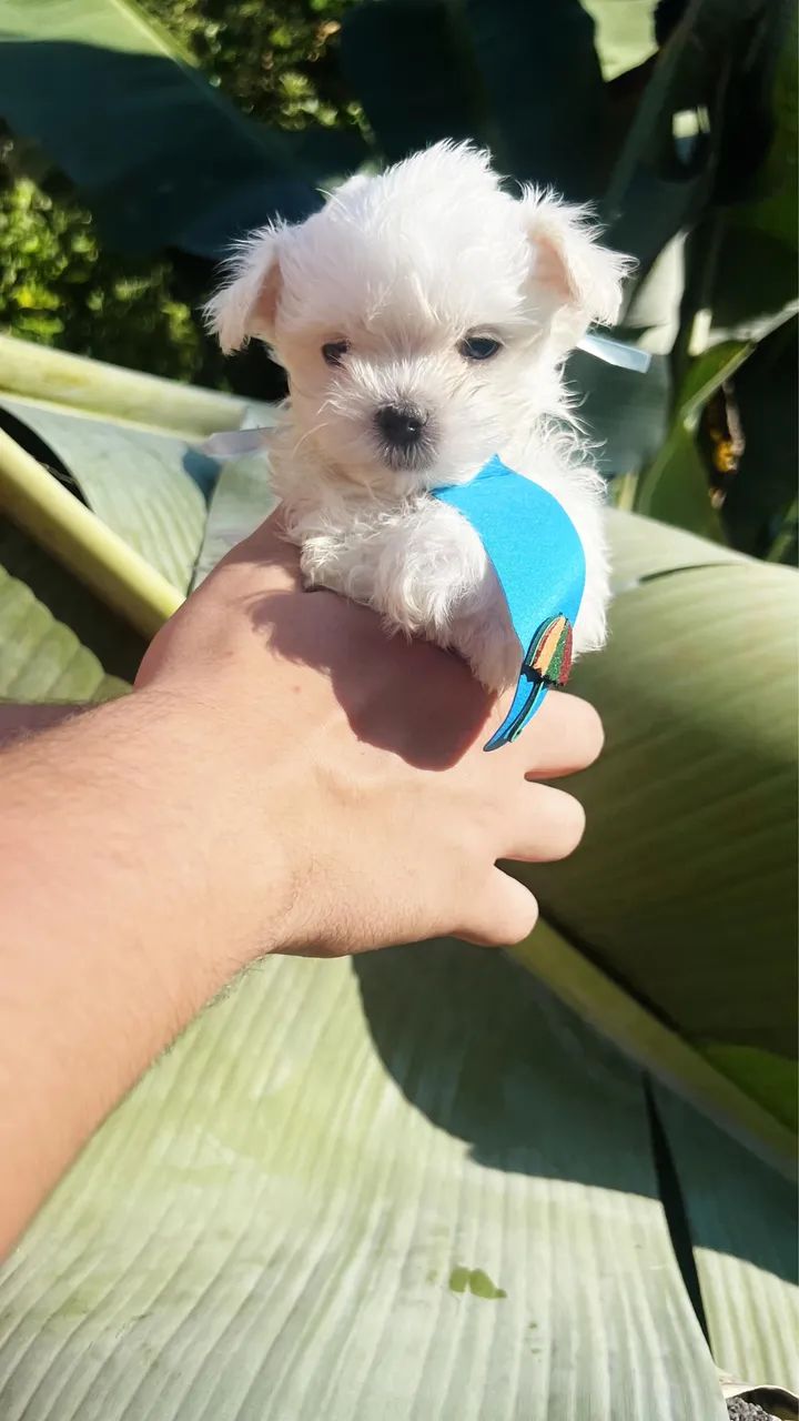 Maltês  - Foto 4