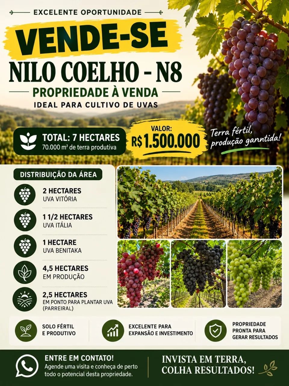 Fazenda uva N8 
