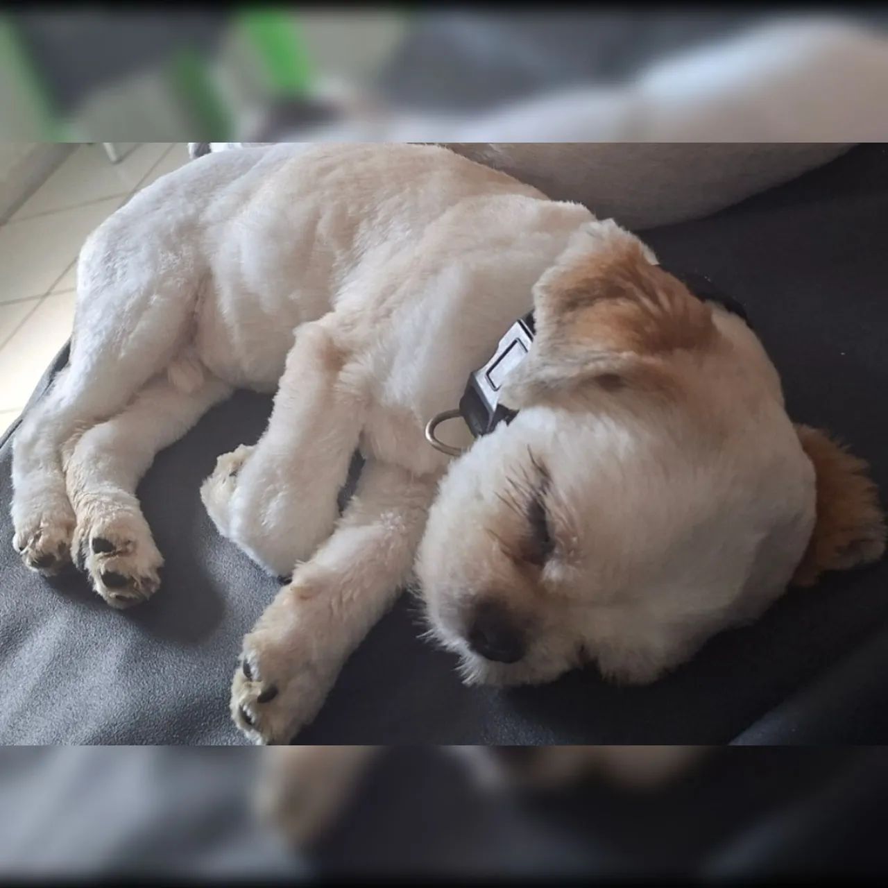 Filhote de Lhasa Apso macho 4 meses