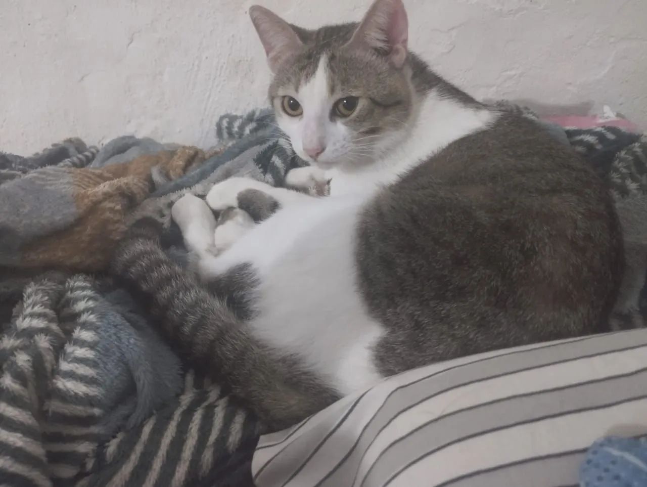 Gatos para doação  - Foto 2