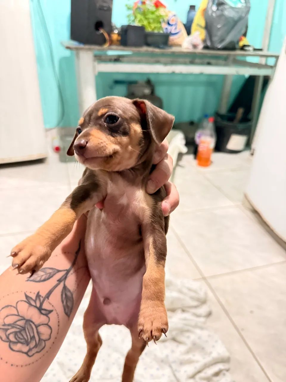 Pinscher 1 - Foto 4