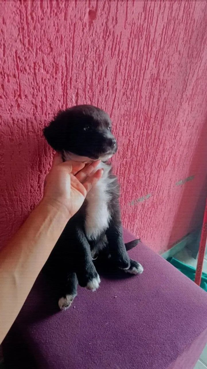 Doação de cachorros - Foto 2