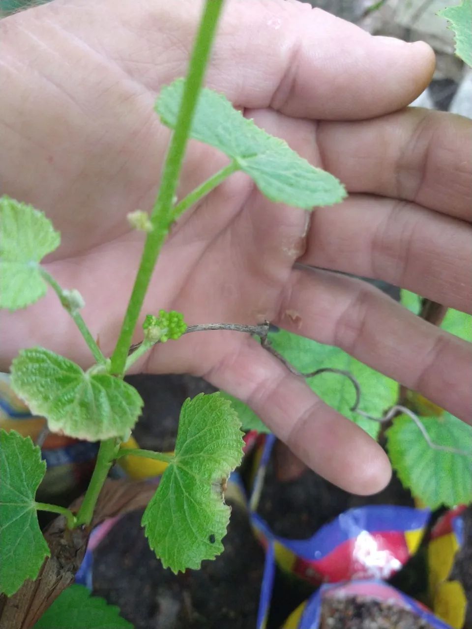 Mudas de uva ja produz 4 unid. - Foto 3