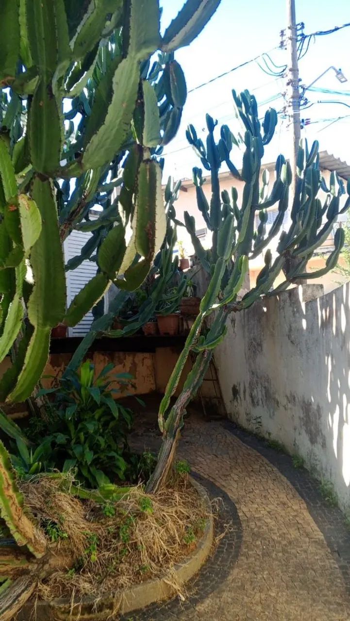 Limpeza de Terreno partir $150 - Foto 2