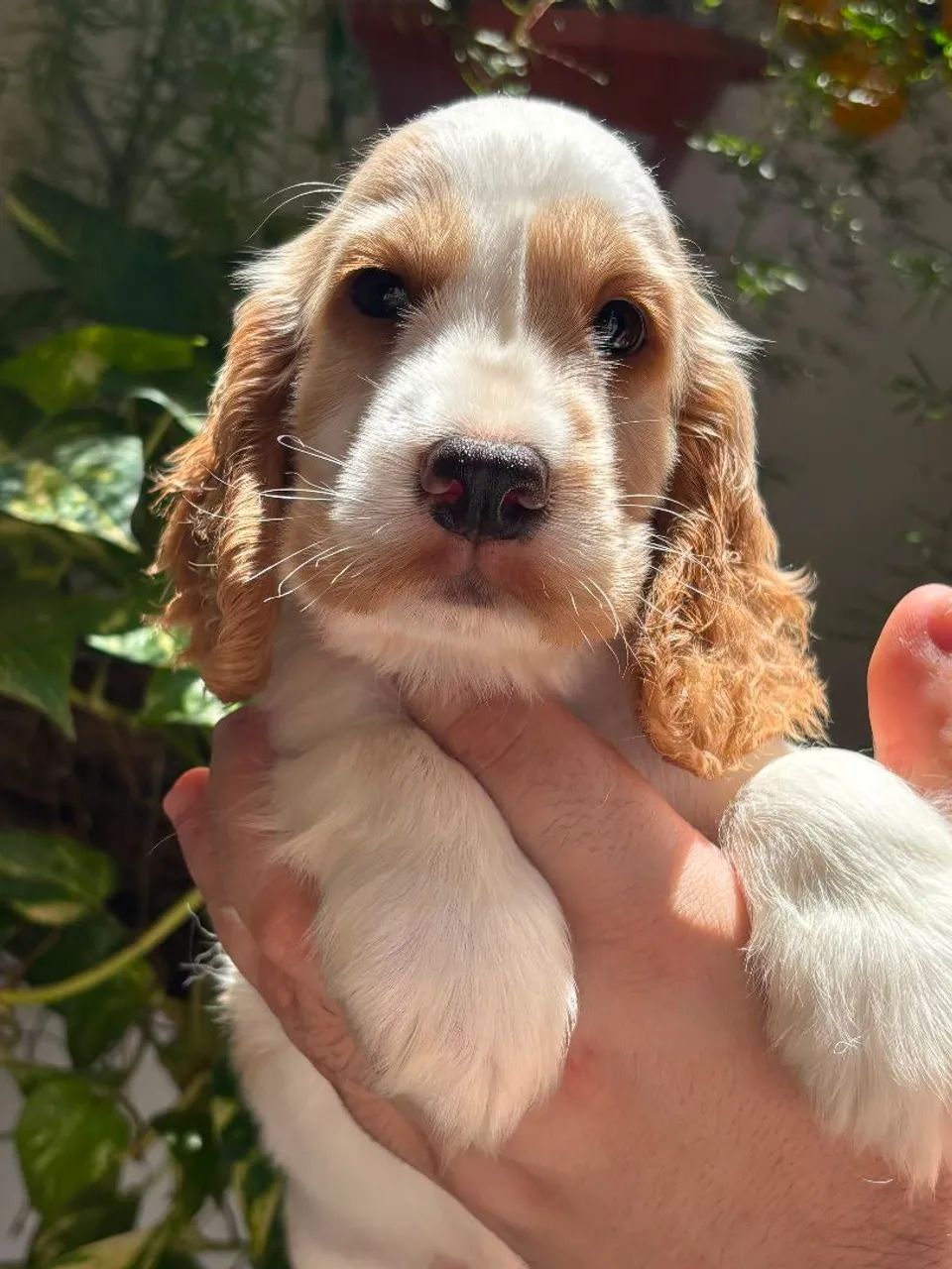COCKER SPANIEL INGLES 