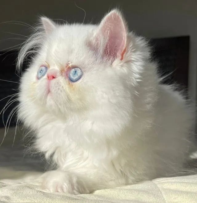 Top Top Show Persa Macho Filhote, Pelo Longo Extremado Com 68 Dias Super Lindo - Foto 2