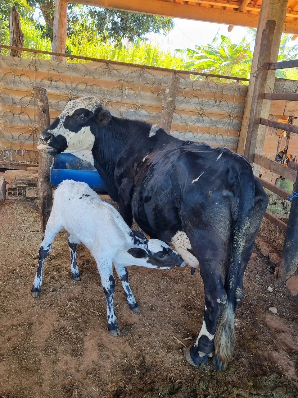 Mine vaca 