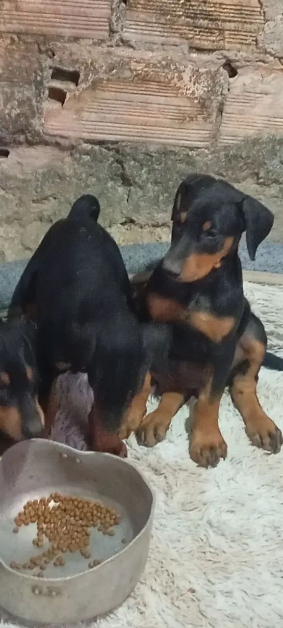 Filhotes Dobermann  - Foto 3
