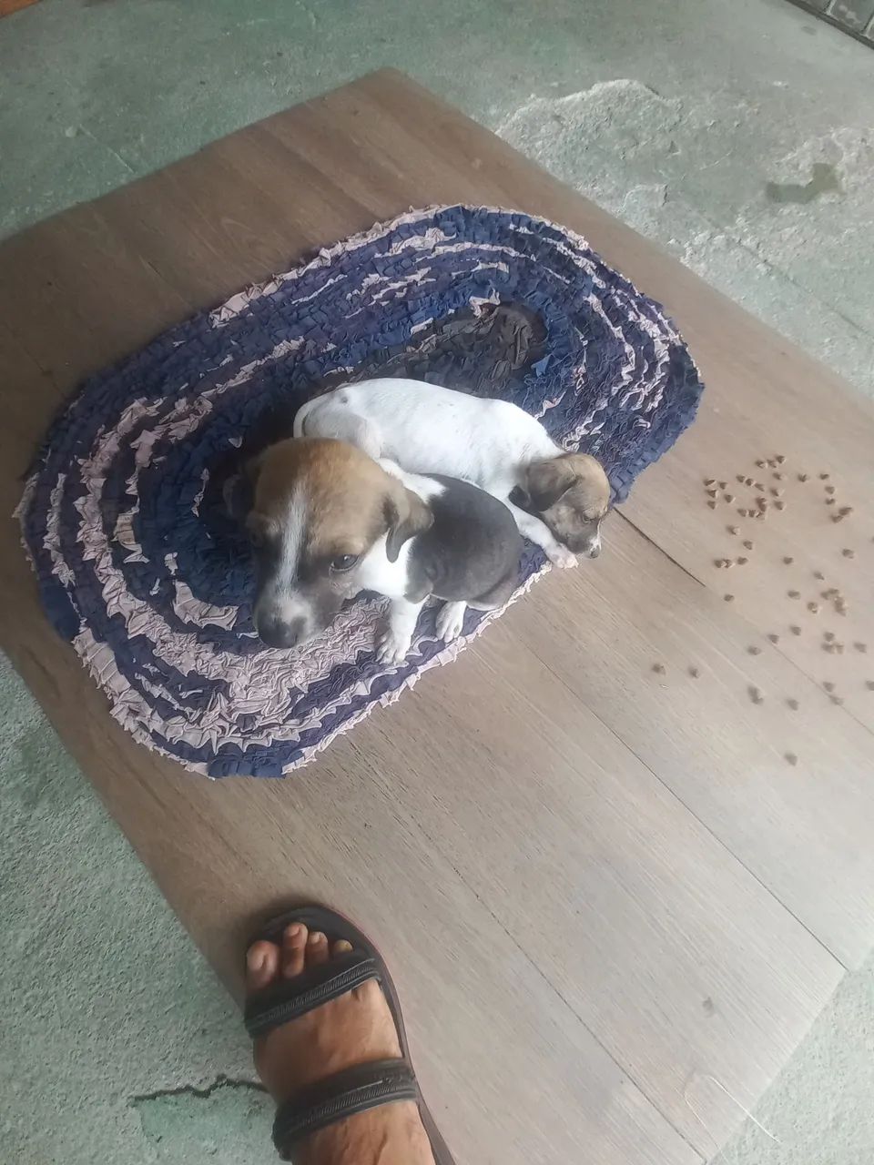 Doa-se filhotes de cão  - Foto 4