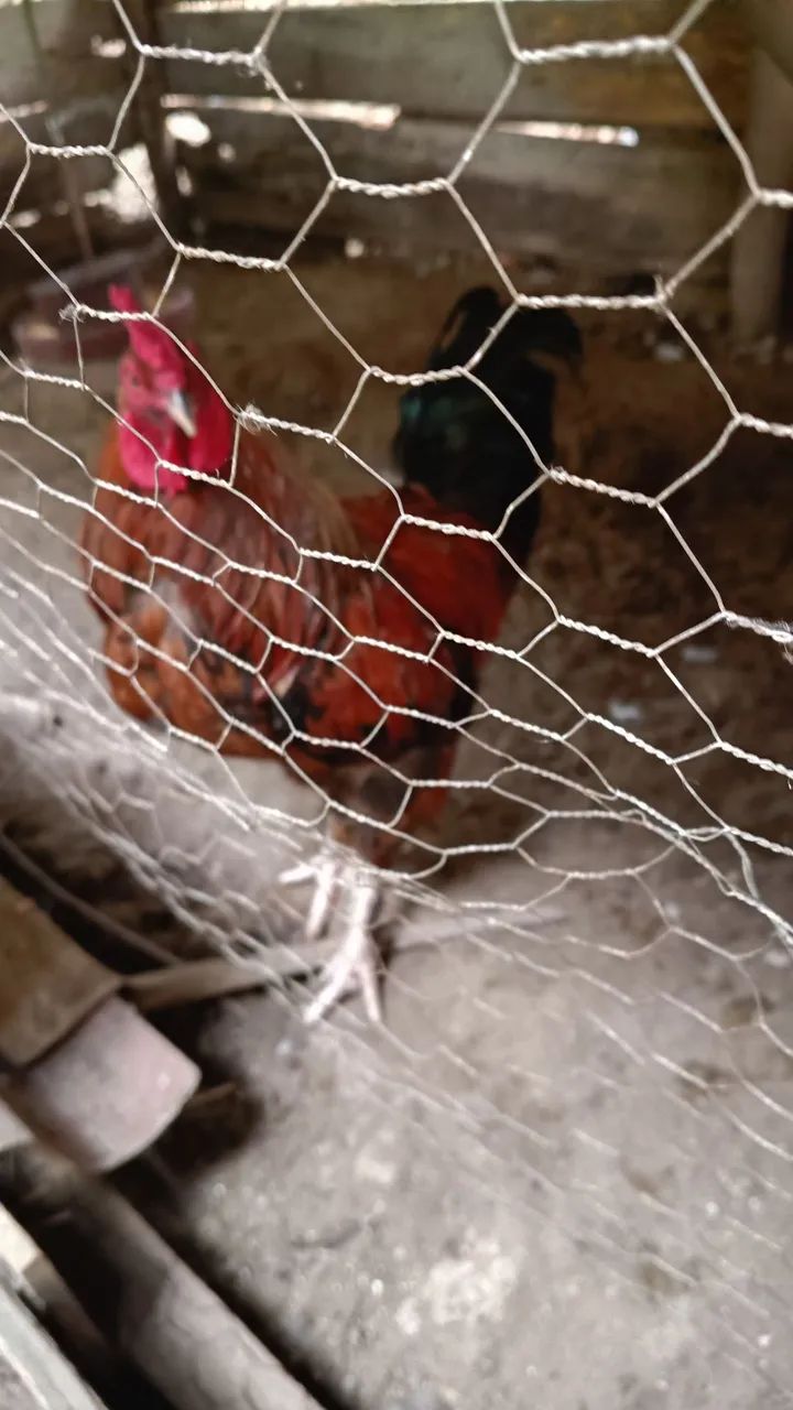 Aves  - Foto 3