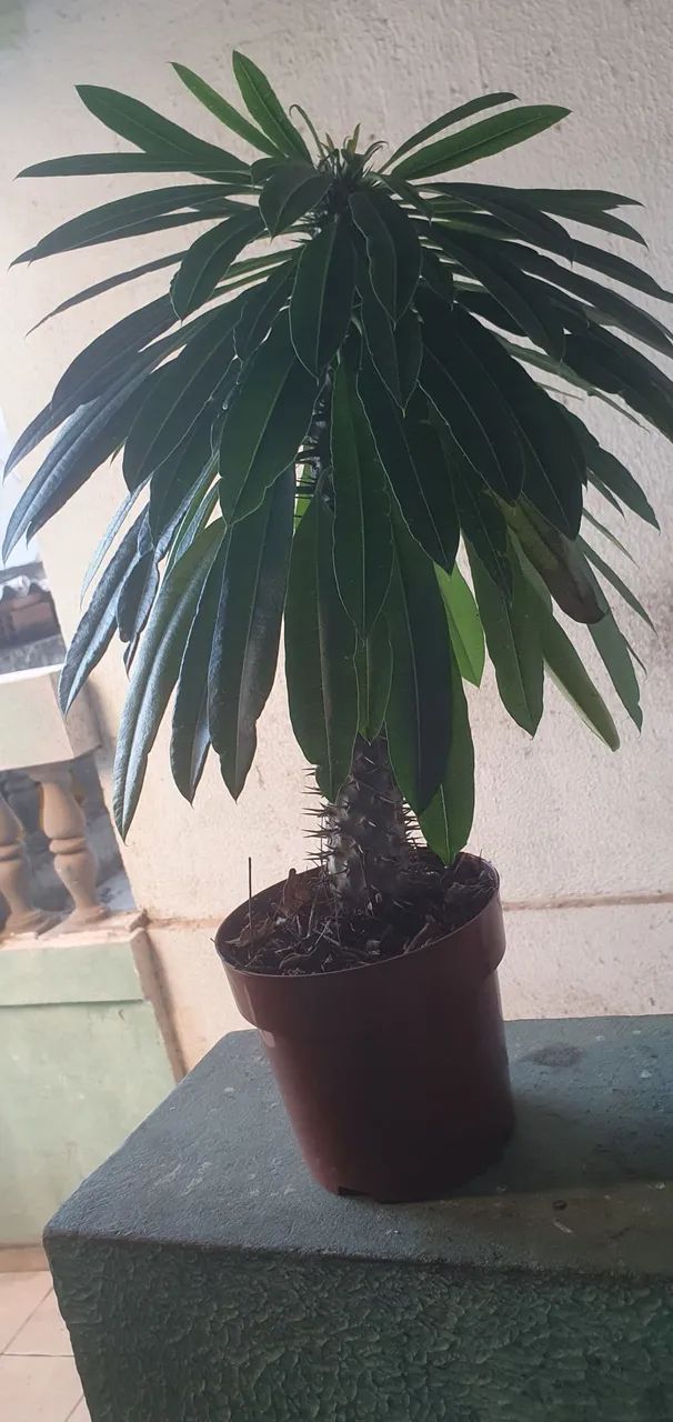 Plantas
