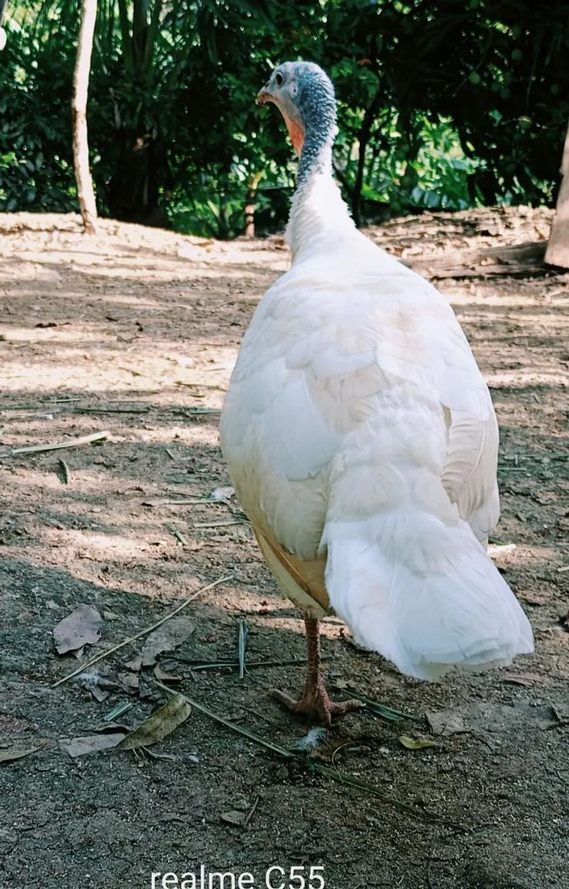 Vendo lindo casal de perus branco  - Foto 5