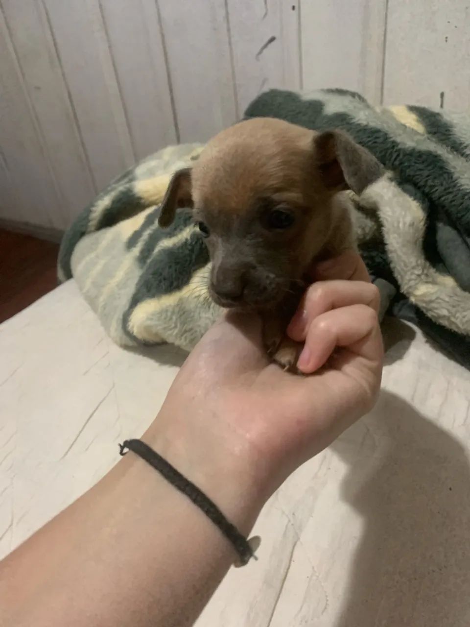 Pinscher  - Foto 2
