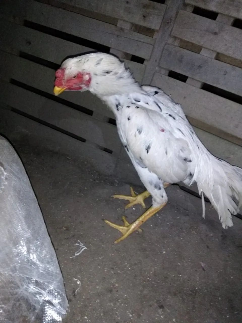 Galo Indio 