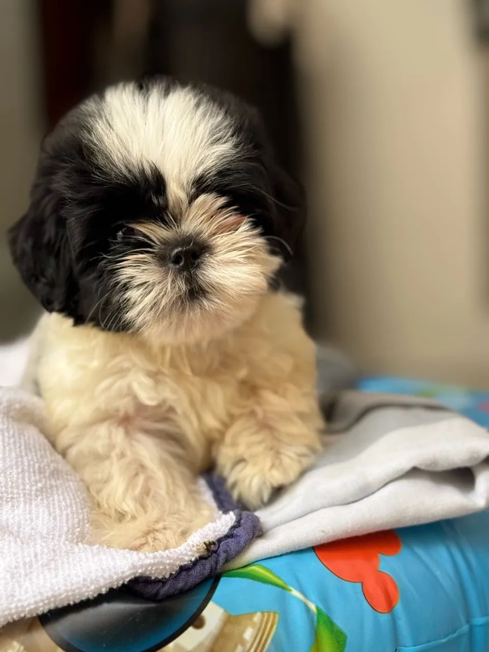 SHITZU MINI COM PEDIGREE | VENDA RÁPIDA 