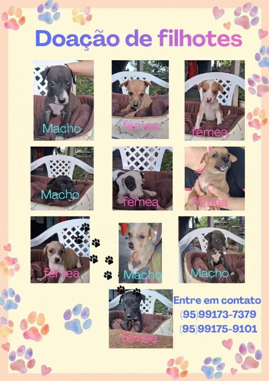 Doação de filhotes 