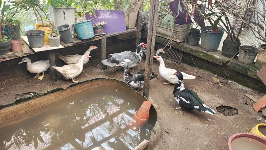 criação patos - Foto 3