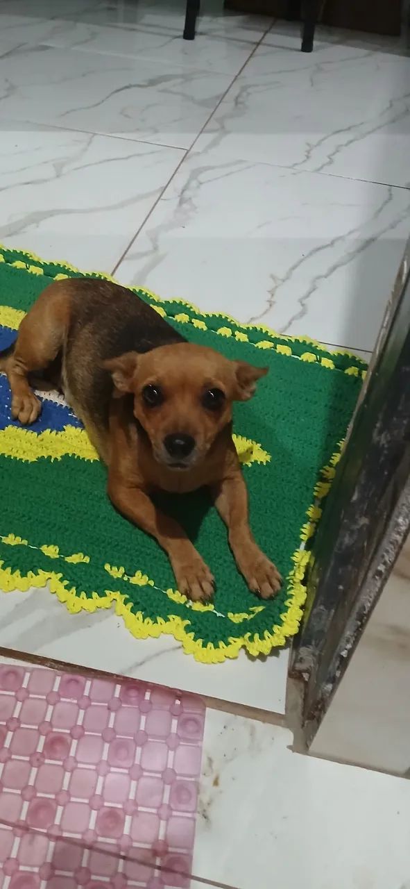 ? PROCURA-SE - MEL ?