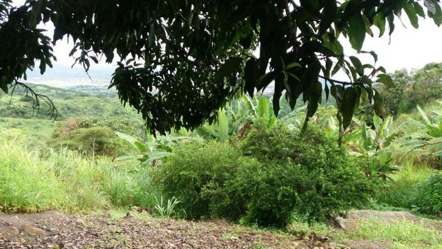 Propriedade de 4.9 hectares, em Vitória de Santo Antão-PE, com casa sede.Aceitam-se trocas - Foto 14