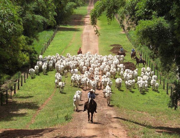 Fazendas Vale do Araguaia - Foto 6