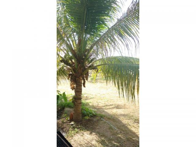 Chácara à venda em Eldorado, Cuiaba cod:22634 - Foto 10